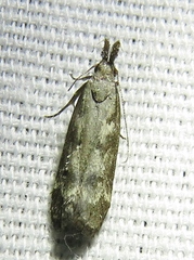 Dichomeris inversella