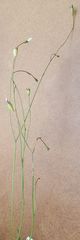 Wahlenbergia rupestris