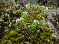 Veronica rigidula rigidula