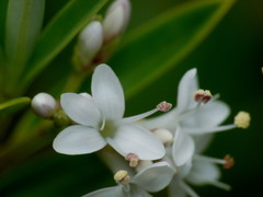 Veronica rigidula rigidula