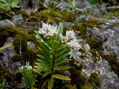 Veronica rigidula rigidula