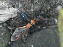 Cosmosoma cingulatum