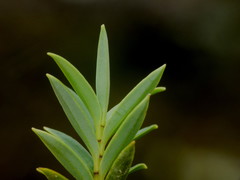 Veronica rigidula rigidula