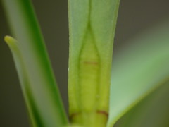 Veronica rigidula rigidula