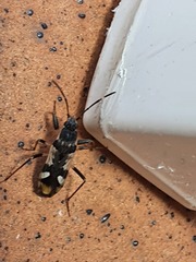 Dieuches maculicollis