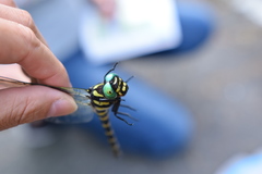 Anotogaster sieboldii