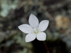 Wahlenbergia rupestris
