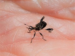 Stephanorhynchus lawsoni