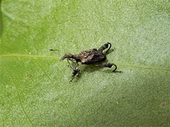 Stephanorhynchus lawsoni