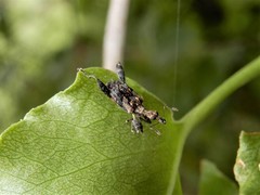 Stephanorhynchus lawsoni