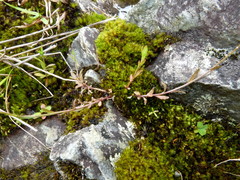 Wahlenbergia rupestris