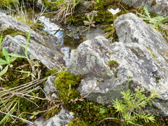 Wahlenbergia rupestris