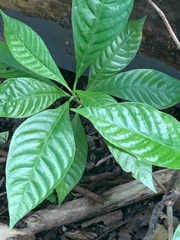 Psychotria nervosa