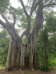 Ficus aurea