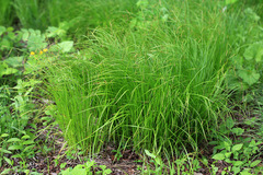 Carex arnellii