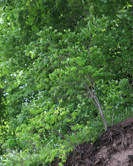 Lonicera praeflorens