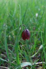 Fritillaria meleagroides