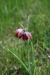 Fritillaria meleagroides