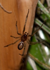 Steatoda nobilis