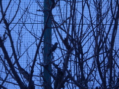 Hypsipetes amaurotis