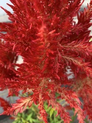 Celosia argentea plumosa