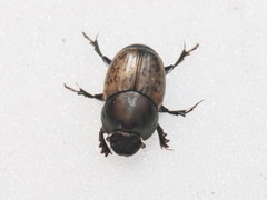 Onthophagus vacca