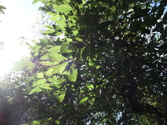 Ficus pumila awkeotsang