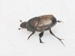 Onthophagus vacca