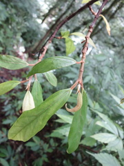 Ficus pumila awkeotsang