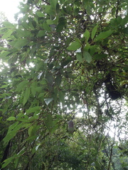 Ficus pumila awkeotsang