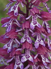 Orchis × hybrida
