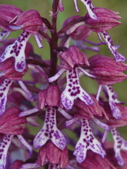 Orchis × hybrida