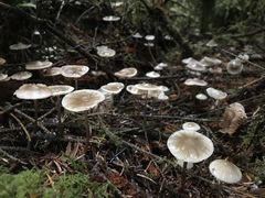 Mycena tenax