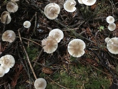Mycena tenax