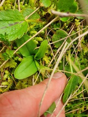 Pterostylis venosa