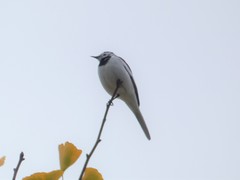 Motacilla alba