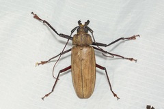 Xixuthrus microcerus microcerus