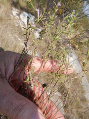 Hedeoma reverchonii