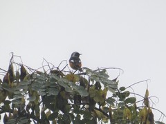 Phoenicurus auroreus