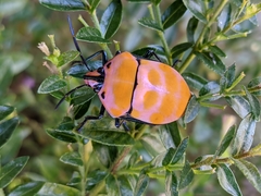 Poecilocoris rufigenis