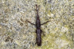 Hormocerus
