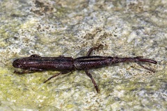 Hormocerus