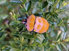 Poecilocoris rufigenis
