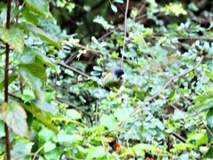 Spizixos semitorques