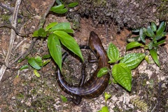 Sphenomorphus praesignis