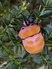 Poecilocoris rufigenis