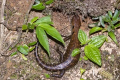 Sphenomorphus praesignis