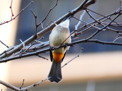 Pycnonotus xanthorrhous