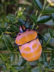 Poecilocoris rufigenis