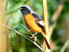 Phoenicurus auroreus